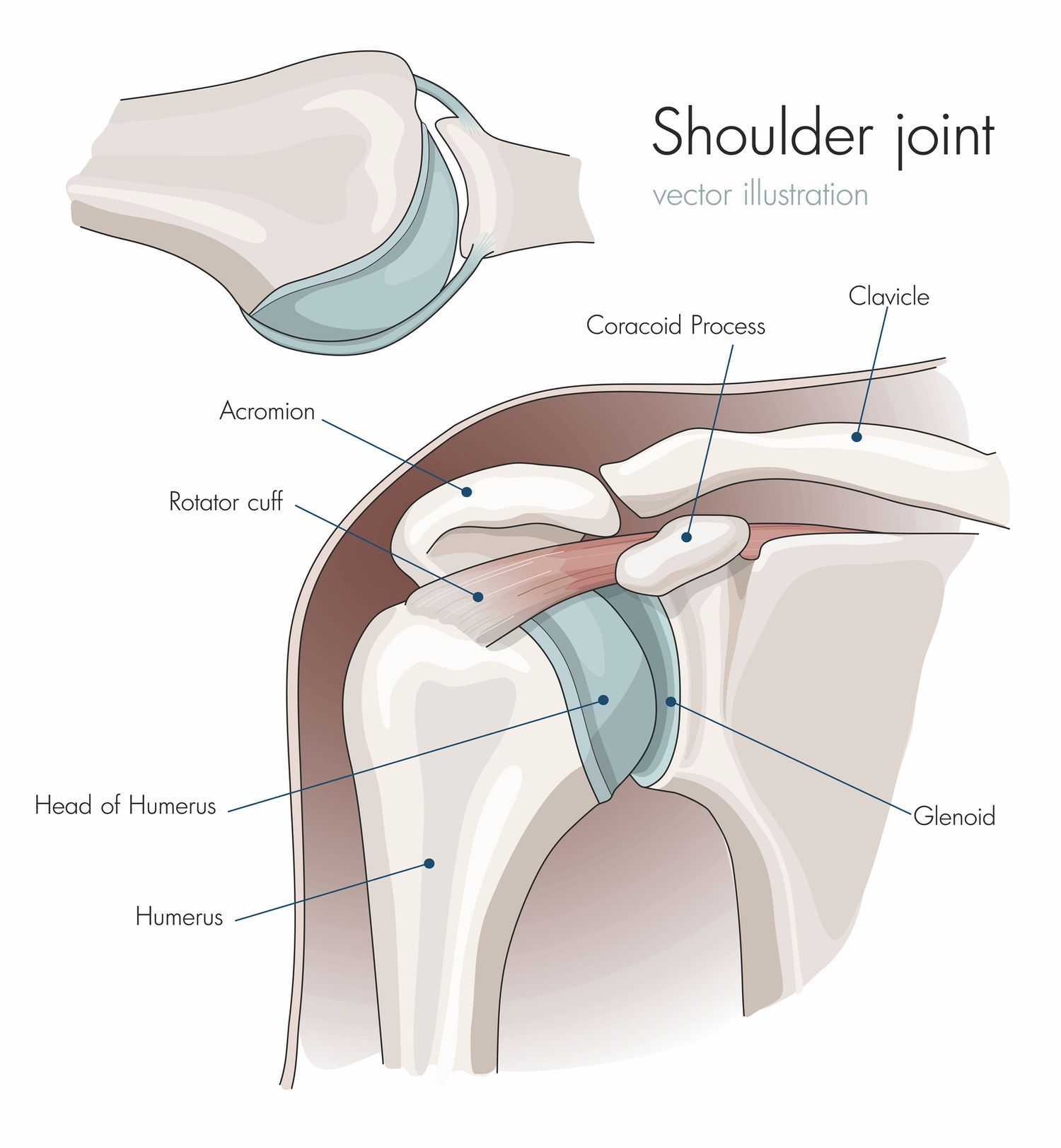 shoulder dislocation exercises