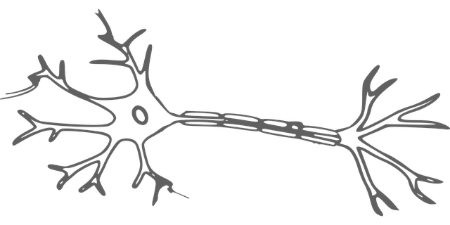 An illustration of neurons and nerves in the brain.